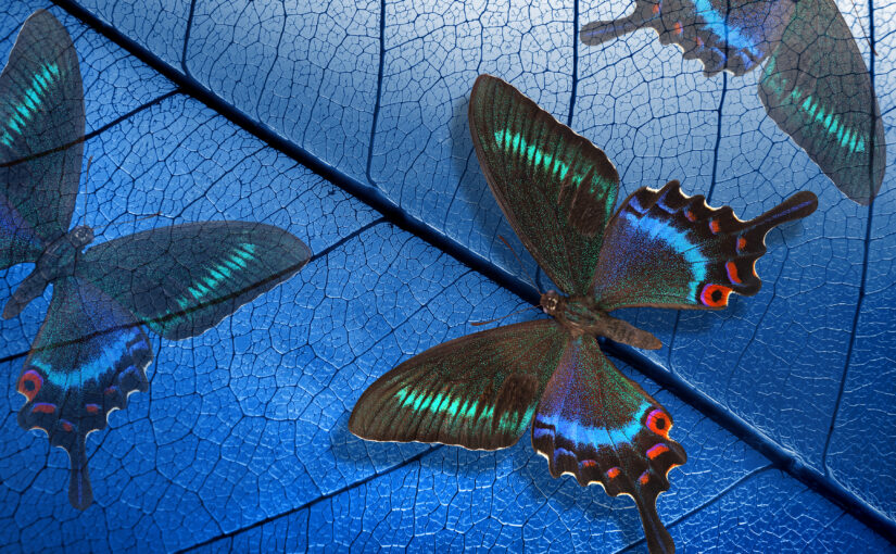 Indigo Starberater Portal